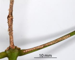 Live and dead stems with oviposition scars made by a female Passion vine hopper, Scolypopa australis (Hemiptera: Ricaniidae). Creator: Nicholas A. Martin. © Plant & Food Research. [Image: 2M7Y]