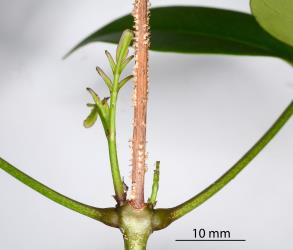 Dead stem with oviposition scars made by a female Passion vine hopper, Scolypopa australis (Hemiptera: Ricaniidae). Creator: Nicholas A. Martin. © Plant & Food Research. [Image: 2M7Z]