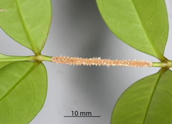 Live leaf with oviposition scars made by a female Passion vine hopper, Scolypopa australis (Hemiptera: Ricaniidae). Creator: Nicholas A. Martin. © Plant & Food Research. [Image: 2M80]