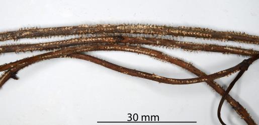 A bundle of dead stems with oviposition scars made by a female Passion vine hopper, Scolypopa australis (Hemiptera: Ricaniidae). Bundles of this kind of dead stem would be suitable for making an egg trap. Creator: Nicholas A. Martin. © Plant & Food Research. [Image: 2M81]