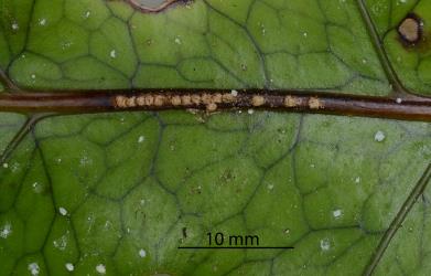 Underside of a frond of Hound's tongue fern, Microsorum pustulatum (Polypodiaceae) with oviposition scars made by a female Passion vine hopper, Scolypopa australis (Hemiptera: Ricaniidae). Creator: Nicholas A. Martin. © Plant & Food Research. [Image: 2M83]