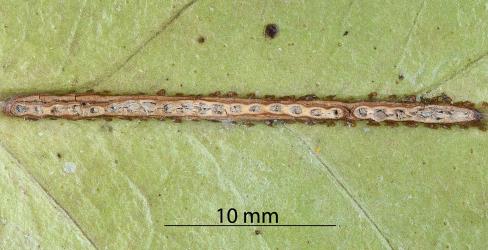 Oviposition scars made by a female Passion vine hopper, Scolypopa australis (Hemiptera: Ricaniidae) in mid rib of leaf of Karaka, Corynocarpus laevigatus (Corynocarpaceae). Creator: Nicholas A. Martin. © Plant & Food Research. [Image: 2M84]