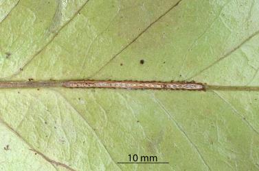 Oviposition scars made by a female Passion vine hopper, Scolypopa australis (Hemiptera: Ricaniidae) in mid rib of leaf of Karaka, Corynocarpus laevigatus (Corynocarpaceae). Creator: Nicholas A. Martin. © Plant & Food Research. [Image: 2M85]