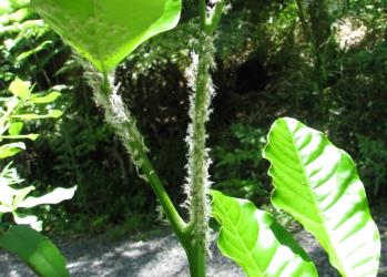 Nymphs of the Passion vine hopper, Scolypopa australis (Hemiptera: Ricaniidae) on a shoot of Kohekohe, Dysoxylum spectabile (Meliaceae). Creator: Nicholas A. Martin. © Nicholas A. Martin. [Image: 2M89]