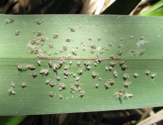    Nymphs and moulted skins of Passion vine hoppers, Scolypopa australis (Hemiptera: Ricaniidae) on a leaf of New Zealand flax, Phormium tenax (Hemerocallidaceae). Creator: Nicholas A. Martin. © Nicholas A. Martin. [Image: 2M8C]