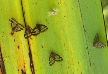 Adults and a nymph of Passion vine hopper, Scolypopa australis (Hemiptera: Ricaniidae) on a leaf of New Zealand flax, Phormium tenax (Hemerocallidaceae). Creator: Nicholas A. Martin. © Nicholas A. Martin. [Image: 2M8F]