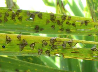 Adult Passion vine hoppers, Scolypopa australis (Hemiptera: Ricaniidae) on leaves of a cabbage tree, Cordyline australis (Asparagaceae). Creator: Nicholas A. Martin. © Nicholas A. Martin. [Image: 2M8H]