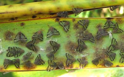 Adult Passion vine hoppers, Scolypopa australis (Hemiptera: Ricaniidae) on a leaf of New Zealand flax, Phormium tenax (Hemerocallidaceae). Creator: Nicholas A. Martin. © Nicholas A. Martin. [Image: 2M8I]