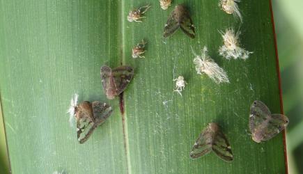 Adults and nymphs of Passion vine hopper, Scolypopa australis (Hemiptera: Ricaniidae) on a leaf of New Zealand flax, Phormium tenax (Hemerocallidaceae). Creator: Nicholas A. Martin. © Nicholas A. Martin. [Image: 2M8J]