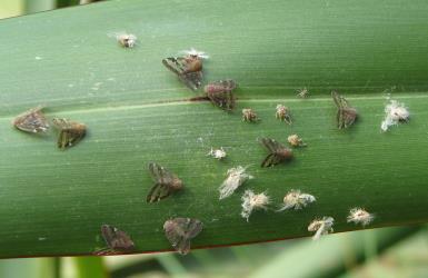 Adults, nymphs and moulted skins of Passion vine hoppers, Scolypopa australis (Hemiptera: Ricaniidae) on a leaf of New Zealand flax, Phormium tenax (Hemerocallidaceae). Creator: Nicholas A. Martin. © Nicholas A. Martin. [Image: 2M8K]