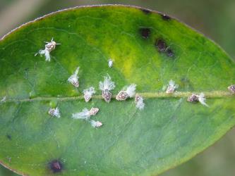 Nymphs of the Passion vine hopper, Scolypopa australis (Hemiptera: Ricaniidae) on a leaf of Glossy karamu, Coprosma robusta (Rubiaceae). Creator: Nicholas A. Martin. © Nicholas A. Martin. [Image: 2M8N]