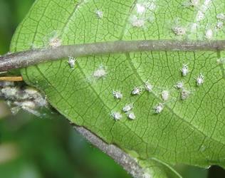 Nymphs and moulted skins of the Passion vine hopper, Scolypopa australis (Hemiptera: Ricaniidae) on the underside of a leaf of Mahoe, Melicytus ramiflorus (Violaceae). Creator: Nicholas A. Martin. © Nicholas A. Martin. [Image: 2M8Q]