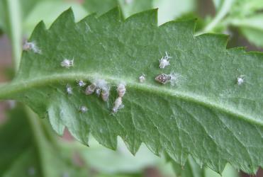 Nymphs of the Passion vine hopper, Scolypopa australis (Hemiptera: Ricaniidae) on the underside of a leaf of Erechtites sp. (Compositae). Creator: Nicholas A. Martin. © Nicholas A. Martin. [Image: 2M8U]