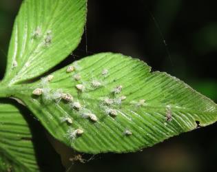 Nymphs of the Passion vine hopper, Scolypopa australis (Hemiptera: Ricaniidae) on the underside of a frond of Shining spleenwort, Asplenium oblongifolium (Aspleniaceae). Creator: Nicholas A. Martin. © Nicholas A. Martin. [Image: 2M8V]