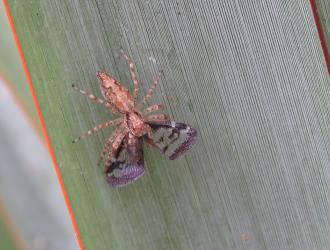 An Aussie Bronze Jumper, Helpis minitabunda (Salticidae ) spider feeding on an adult Passion vine hopper, Scolypopa australis (Hemiptera: Ricaniidae). Creator: Nicholas A. Martin. © Nicholas A. Martin. [Image: 2M8Y]