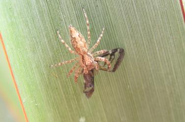 An Aussie Bronze Jumper, Helpis minitabunda (Salticidae ) spider feeding on an adult Passion vine hopper, Scolypopa australis (Hemiptera: Ricaniidae). Creator: Nicholas A. Martin. © Nicholas A. Martin. [Image: 2M8Z]