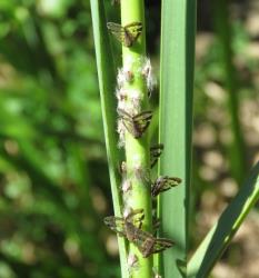 Adults and nymphs of the Passion vine hopper, Scolypopa australis (Hemiptera: Ricaniidae) on a stem of Raupō, Typha orientalis (Typhaceae). Creator: Nicholas A. Martin. © Nicholas A. Martin. [Image: 2M90]