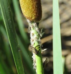 Adults and nymphs of the Passion vine hopper, Scolypopa australis (Hemiptera: Ricaniidae) on a stem of Raupō, Typha orientalis (Typhaceae). Creator: Nicholas A. Martin. © Nicholas A. Martin. [Image: 2M91]