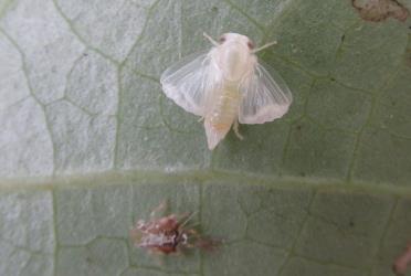 A recently moulted adult Passion vine hopper, Scolypopa australis (Hemiptera: Ricaniidae) with wings still to fully expand. Creator: Nicholas A. Martin. © Nicholas A. Martin. [Image: 2M92]