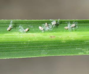 Young nymphs of Passion vine hoppers, Scolypopa australis (Hemiptera: Ricaniidae) on a cabbage tree, Cordyline australis (Asparagaceae). Creator: Nicholas A. Martin. © Nicholas A. Martin. [Image: 2M94]