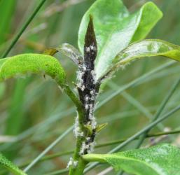 Nymphs of the Passion vine hopper, Scolypopa australis (Hemiptera: Ricaniidae) on a shoot of Ngaio, Myoporum laetum (Scrophulariaceae). Creator: Nicholas A. Martin. © Nicholas A. Martin. [Image: 2M95]