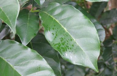 Honeydew secreted by Passion vine hoppers, Scolypopa australis (Hemiptera: Ricaniidae) on a leaf of Puriri, Vitex lucens (Labiatae). Creator: Nicholas A. Martin. © Nicholas A. Martin. [Image: 2M96]