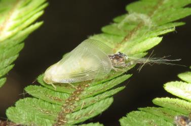 Side view of a recently moulted adult Passion vine hopper, Scolypopa australis (Hemiptera: Ricaniidae) on a fern frond: the wings have fully expanded, but they still have to acquire pigment. Creator: Nicholas A. Martin. © Nicholas A. Martin. [Image: 2M98]