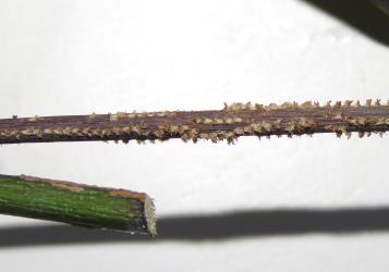 Dead stems with oviposition scars made by a female Passion vine hopper, Scolypopa australis (Hemiptera: Ricaniidae). Creator: Nicholas A. Martin. © Nicholas A. Martin. [Image: 2M99]