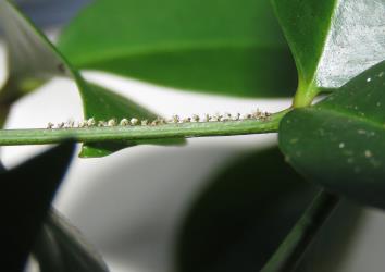 Leaf with oviposition scars made by a female Passion vine hopper, Scolypopa australis (Hemiptera: Ricaniidae). Creator: Nicholas A. Martin. © Nicholas A. Martin. [Image: 2M9A]