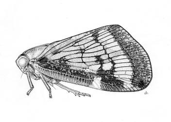 Drawing of an adult Passion vine hopper, Scolypopa australis (Hemiptera: Ricaniidae). Creator: Des Helmore. © DSIR Information series No. 105/35 (1981). [Image: 2M9B]