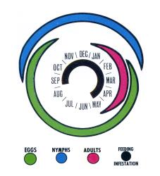 Annual Cycle of the Passion vine hopper, Scolypopa australis (Hemiptera: Ricaniidae) in New Zealand. Creator: Barry Eykel. © Based on life cycle chart in DSIR Information series No. 105/35 (1981). [Image: 2M9D]