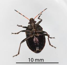 Underside of an adult Alpine brown soldier bug, Cermatulus nasalis hudsoni (Hemiptera: Pentatomidae). Creator: Nicholas A. Martin. © Plant & Food Research. [Image: 2MDB]