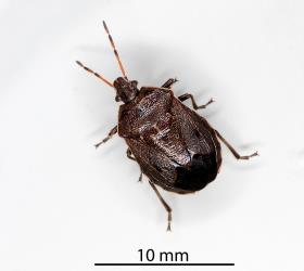 Adult Alpine brown soldier bug, Cermatulus nasalis hudsoni (Hemiptera: Pentatomidae). Creator: Nicholas A. Martin. © Plant & Food Research. [Image: 2MDD]
