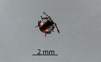 First or second instar nymph Alpine brown soldier bug, Cermatulus nasalis hudsoni (Hemiptera: Pentatomidae). Creator: Nicholas A. Martin. © Plant & Food Research. [Image: 2MDH]
