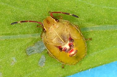Fifth instar nymph of Forest shield bug, Oncacontias vittatus (Hemiptera: Acanthosomatidae). Creator: Nicholas A. Martin. © Plant & Food Research. [Image: 2MDT]