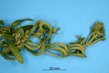 Curled leaves of Cleavers, Galium aparine (Rubiaceae) induced by the Galium gall mite, Cecidophyes rouhollahi (Acari: Eriophyidae). Creator: Nicholas A. Martin. © Plant & Food Research. [Image: 2MGM]