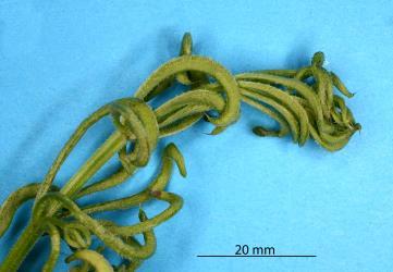 Curled leaves of Cleavers, Galium aparine (Rubiaceae) induced by the Galium gall mite, Cecidophyes rouhollahi (Acari: Eriophyidae). Creator: Nicholas A. Martin. © Plant & Food Research. [Image: 2MGN]