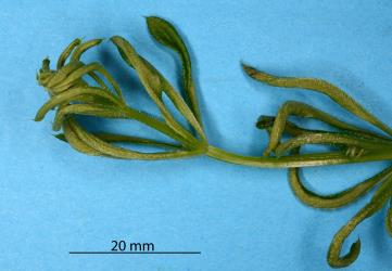 Curled leaves of Cleavers, Galium aparine (Rubiaceae) induced by the Galium gall mite, Cecidophyes rouhollahi (Acari: Eriophyidae). Creator: Nicholas A. Martin. © Plant & Food Research. [Image: 2MGP]