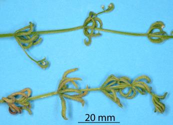 Curled leaves of Cleavers, Galium aparine (Rubiaceae) induced by the Galium gall mite, Cecidophyes rouhollahi (Acari: Eriophyidae). Creator: Nicholas A. Martin. © Plant & Food Research. [Image: 2MGR]