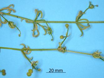 Curled leaves of Cleavers, Galium aparine (Rubiaceae) induced by the Galium gall mite, Cecidophyes rouhollahi (Acari: Eriophyidae). Creator: Nicholas A. Martin. © Plant & Food Research. [Image: 2MGS]