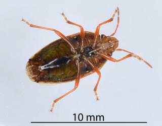 Underside of a female adult Linear sedge shield bug, Rhopalimorpha (Rhopalimorpha) lineolaris (Hemiptera: Acanthosomatidae). Creator: Nicholas A. Martin. © Plant & Food Research. [Image: 2MJM]