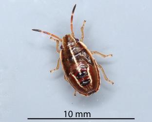 Fifth instar nymph of Linear sedge shield bug, Rhopalimorpha (Rhopalimorpha) lineolaris (Hemiptera: Acanthosomatidae). Creator: Nicholas A. Martin. © Plant & Food Research. [Image: 2MJQ]