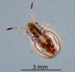 Third instar nymph of Linear sedge shield bug, Rhopalimorpha (Rhopalimorpha) lineolaris (Hemiptera: Acanthosomatidae). Creator: Nicholas A. Martin. © Plant & Food Research. [Image: 2MJY]