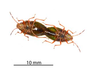Underside of a mating pair of Linear sedge shield bugs, Rhopalimorpha (Rhopalimorpha) lineolaris (Hemiptera: Acanthosomatidae). Creator: Nicholas A. Martin. © Plant & Food Research. [Image: 2MK2]