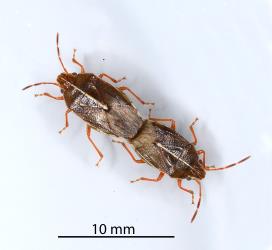 A mating pair of Linear sedge shield bugs, Rhopalimorpha (Rhopalimorpha) lineolaris (Hemiptera: Acanthosomatidae). Creator: Nicholas A. Martin. © Plant & Food Research. [Image: 2MK3]