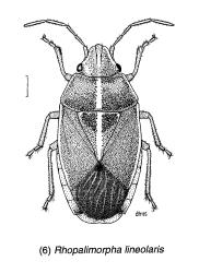 Drawing of an adult Linear sedge shield bug, Rhopalimorpha (Rhopalimorpha) lineolaris (Hemiptera: Acanthosomatidae). Creator: Des Helmore. © Drawing published in Fauna of New Zealand volume 35, figure 6. [Image: 2MK5]