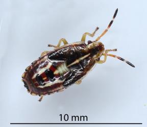 Fifth instar nymph of Obscure sedge shield bug, Rhopalimorpha (Rhopalimorpha) obscura (Hemiptera: Acanthosomatidae). Creator: Nicholas A. Martin. © Plant & Food Research. [Image: 2MKX]
