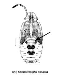 Drawing of a fifth instar nymph of the Obscure sedge shield bug, Rhopalimorpha (Rhopalimorpha) obscura (Hemiptera: Acanthosomatidae): note the pale invagination internal edge of the dark oval area on the 3rd abdominal segment (arrow). Creator: Des Helmore. © Drawing published in Fauna of New Zealand volume 35, figure 22. [Image: 2MLC]