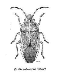 Drawing of an adult Obscure sedge shield bug, Rhopalimorpha (Rhopalimorpha) obscura (Hemiptera: Acanthosomatidae). Creator: Des Helmore. © Drawing published in Fauna of New Zealand volume 35, figure 5. [Image: 2MLD]
