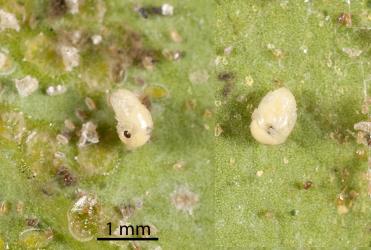 Two images of a pupa of Citrus whitefly predator, Cybocephalus species 1 (Coleoptera: Cybocephalidae) removed from its cocoon. Creator: Tim Holmes. © Plant & Food Research. [Image: 2MN1]